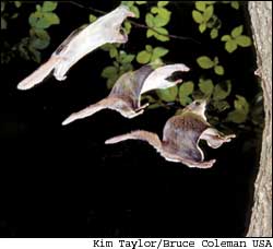 This time-lapse photo shows a southern flying squirrel moving from full glide to a landing position.